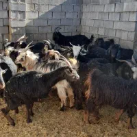 بز شهر کوردی