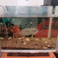 اکواریوم همراه ماهی