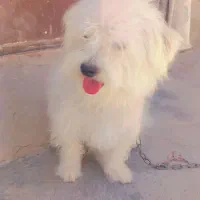 سگ پا کوتاه