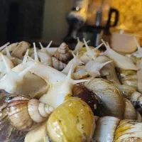 منبع فروش حلزون و کلاژن   +توضیحات چک شود|خزنده|کرج, باغستان|دیوار