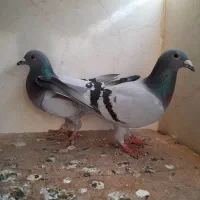 کبوتر پلاکی و زاغ ابادانی درجه ۱|پرنده|خورموج, |دیوار