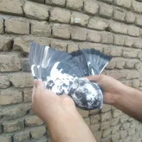 کفتر گرفتنی پرشی از بلندی|پرنده|صباشهر, |دیوار