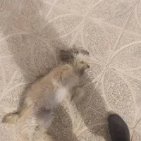 سگ خانگی|سگ|معصومیه, |دیوار