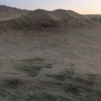 کاه دیم  کمباین نرم  نرم ۱۵ تن