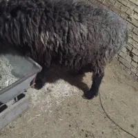 میش و بره|حیوانات مزرعه|گتوند, |دیوار