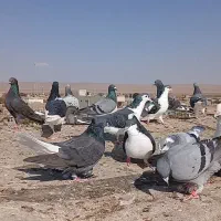 ۳۳ عدد پرشی