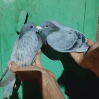 نرماده آلمانی و جوانه نر