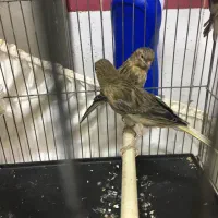 قناری سرخ سوخته