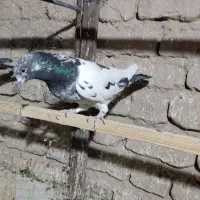 کود کفتر