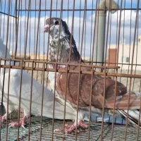 کبوتر تهرانی و دمگیر