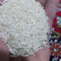 برنج طارم محلی ،دیره