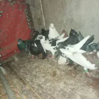 فروش تعداد کفتر نرو ماده