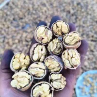 حدود ۴۰۰ کیلو تک درخت