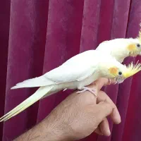 عروس هلندی میبد