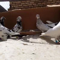 موقعیت کاشمر قابل ارسال