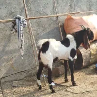 بز نر در شادگان|حیوانات مزرعه|شادگان, |دیوار