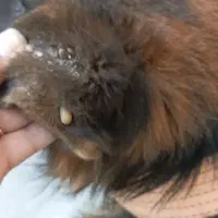 دامپزشک سیار درمحل شما|خدمات پیشه و مهارت|شیراز, نیایش|دیوار