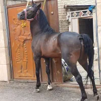 نریون بجنگ