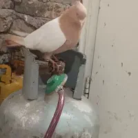 کفتر|پرنده|مشهد, هنرستان|دیوار