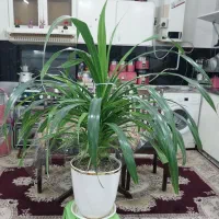 یک عدد گل پاندانوس بزرگ شاداب و سرحال