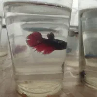 فایتر|ماهی|همدان, |دیوار