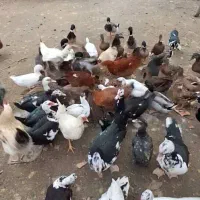 فروش انواع اردک