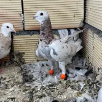 کبوتر هفت رنگ کله هما|پرنده|سبزوار, دانشگاه آزاد|دیوار