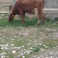 گاو شیری سمینتال شکم دوم با گوساله سمینتال