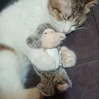 واگزاری گربه خانگی