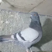 کبوتر سبز کاکلی|پرنده|بندر ترکمن, |دیوار