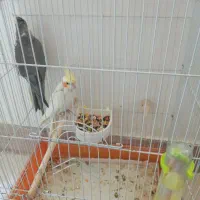 دو عدد عروس هلندی نر و ماده