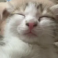 بچه گربه|گربه|قم, وادی السلام|دیوار