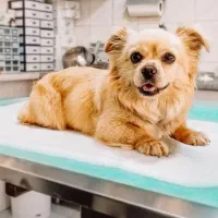 سگ با ادب پیکینیز