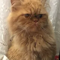 گربه پرشین نر