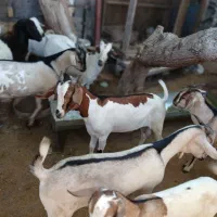 کهره نر و بره غوچ|حیوانات مزرعه|بندرلنگه, |دیوار