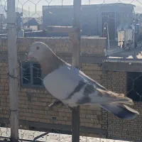 سوسنی ترنج دار|پرنده|شیراز, گویم|دیوار