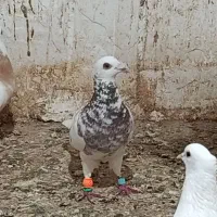 دوبال پشدار