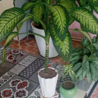 گل قیمت مناسب