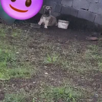 توله سگ سرابی