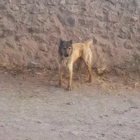 دو عدد سگ سرابی|سگ|تیکمه داش, |دیوار