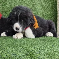 توله قدرجونی درجه ۱