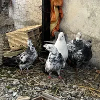 کفتر کبوتر
