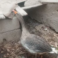 سلام.مرغ.خروس.غاز|حیوانات مزرعه|شادگان, |دیوار