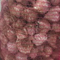 سیر قرمز