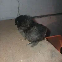 جوجه و تخم نطفه دار|حیوانات مزرعه|قزوین, |دیوار