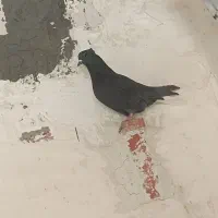 کفتر دم سفید|پرنده|کرمان, |دیوار