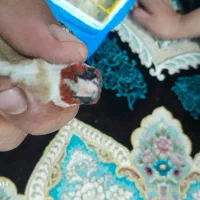 صهره چونه سفید نازار