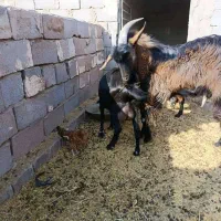 فروش بر آلپاین و مورسیا