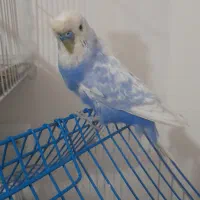 مرغ عشق