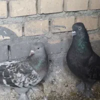 نر و ماده برچباز